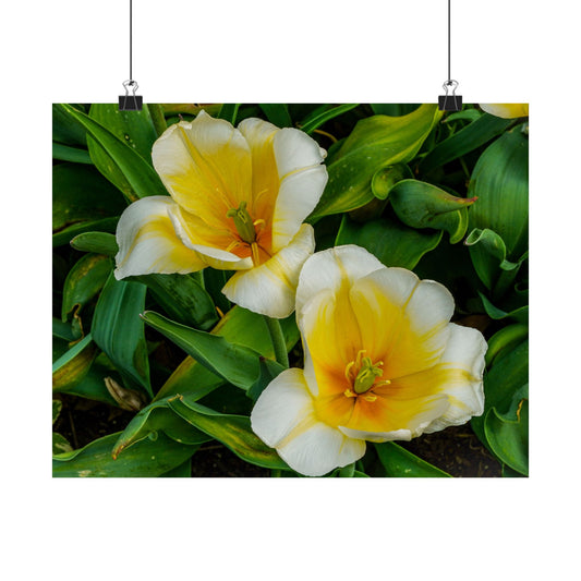 Yellow White Tulip Satin Poster — Floral Wall Art Print