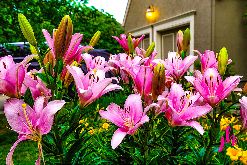 In Full Bloom Fine Art Print