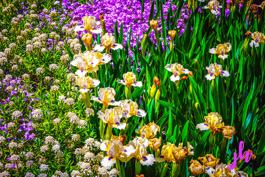 Garden Symphony Fine Art Print