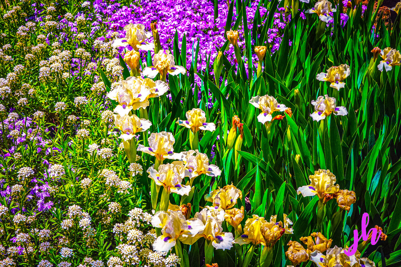 Garden Symphony Fine Art Print