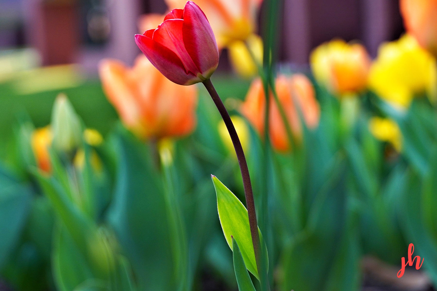 Standing Tall Fine Art Print